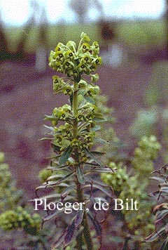 Euphorbia characias