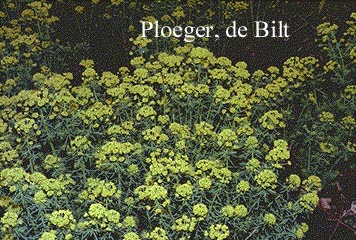 Euphorbia cyparissias