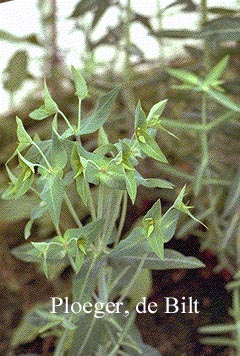 Euphorbia lathyris