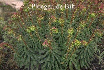 Euphorbia martinii