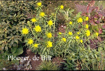 Euphorbia palustris 'Walenburg's Glorie'