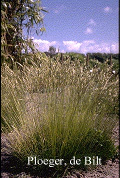 Festuca gautieri