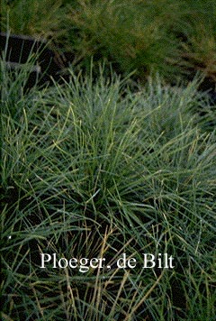 Festuca glauca