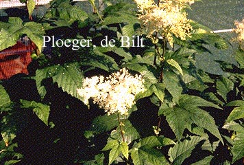 Filipendula kamtschatica