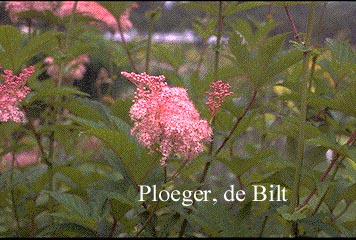 Filipendula rubra 'Venusta'