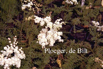 Filipendula vulgaris 'Multiplex'