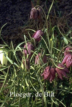 Fritillaria meleagris