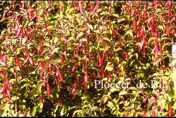 Fuchsia magellanica 'Gracilis'