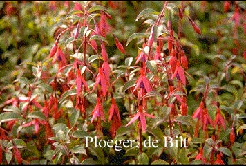 Fuchsia 'Riccartonii'