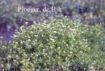 Galium odoratum