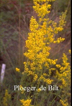 Galium verum