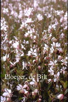 Gaura lindheimeri 'Whirling Butterflies'