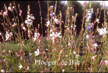 Gaura lindheimeri