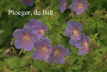 Geranium 'Johnson's Blue'