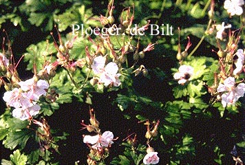 Geranium cantabrigiense 'Biokovo'