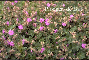 Geranium cantabrigiense 'Cambridge'