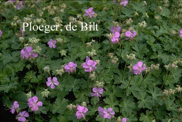 Geranium cantabrigiense 'Karmina'