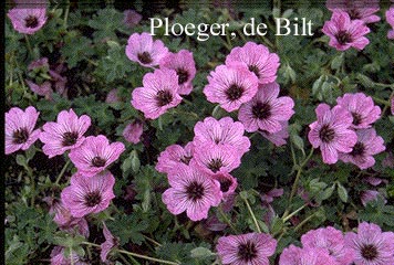 Geranium cinereum 'Ballerina'