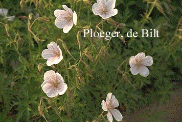 Geranium clarkei 'Kashmir White'