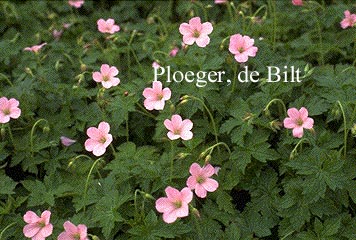 Geranium endressii 'Wargrave Pink'