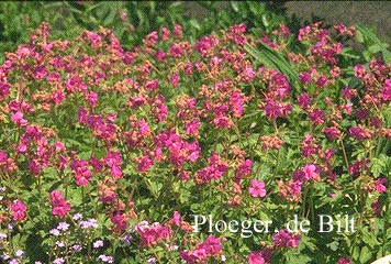 Geranium macrorrhizum 'Bevan's Variety'