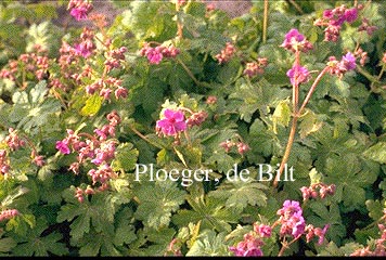 Geranium macrorrhizum 'Czakor'