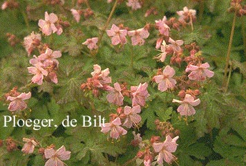 Geranium macrorrhizum 'Ingwersen's Variety'