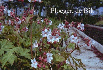 Geranium macrorrhizum 'Spessart'