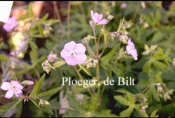 Geranium maculatum