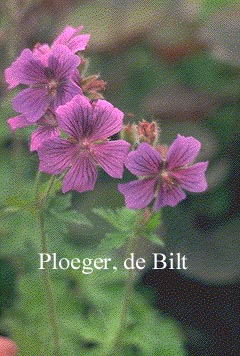 Geranium magnificum