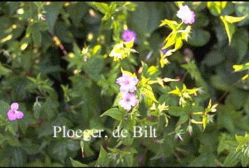 Geranium nodosum