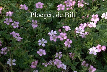 Geranium oxonianum 'Rose Clair'