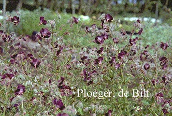 Geranium phaeum