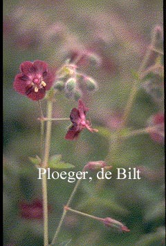 Geranium phaeum var. purpureum