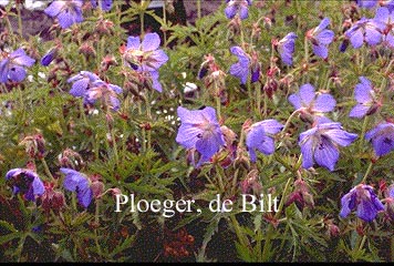 Geranium pratense