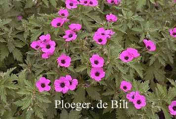 Geranium psilostemon