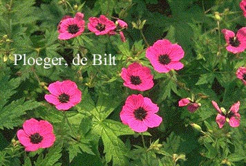 Geranium psilostemon 'Bressingham Flair'