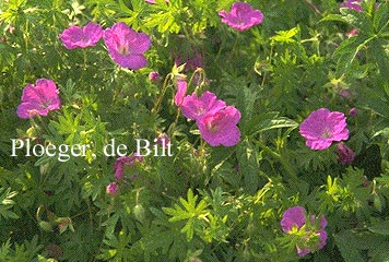 Geranium sanguineum