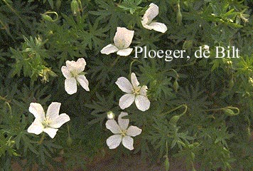 Geranium sanguineum 'Album'