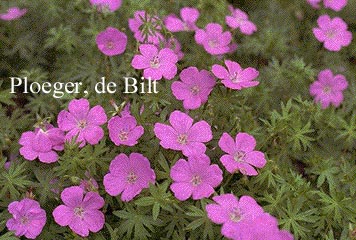 Geranium sanguineum 'Elsbeth'