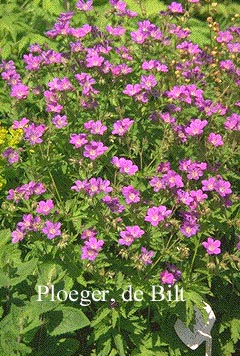 Geranium sylvaticum 'Birch Lilac'