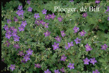 Geranium wlassovianum