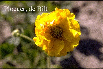 Geum chiloense 'Lady Stratheden'