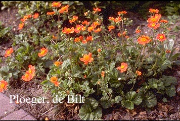 Geum coccineum 'Borisii'