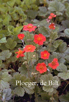 Geum coccineum 'Werner Arends'