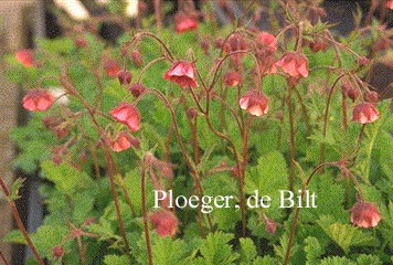 Geum rivale 'Leonard's Variety'