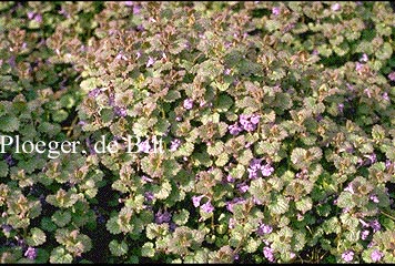 Glechoma hederacea