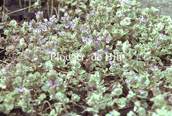 Glechoma hederacea 'Variegata'