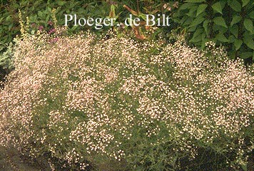 Gypsophila 'Rosenschleier'