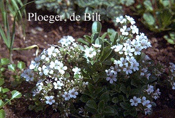 Gypsophila cerastioides